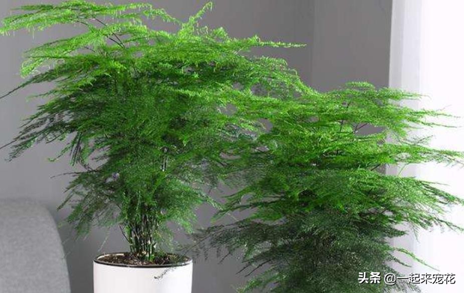 什么花不用晒太阳在家里可以养,家里养什么花不用晒太阳好养