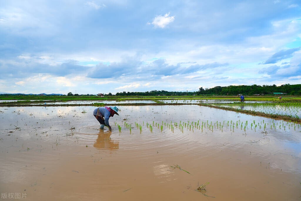 315曝光大米有些什么牌子,网上购买的大米怎么鉴别真假