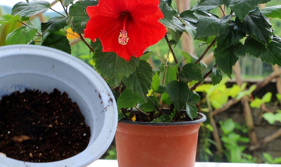 给花草换盆打理花草,给花卉换盆的四点注意事项是什么