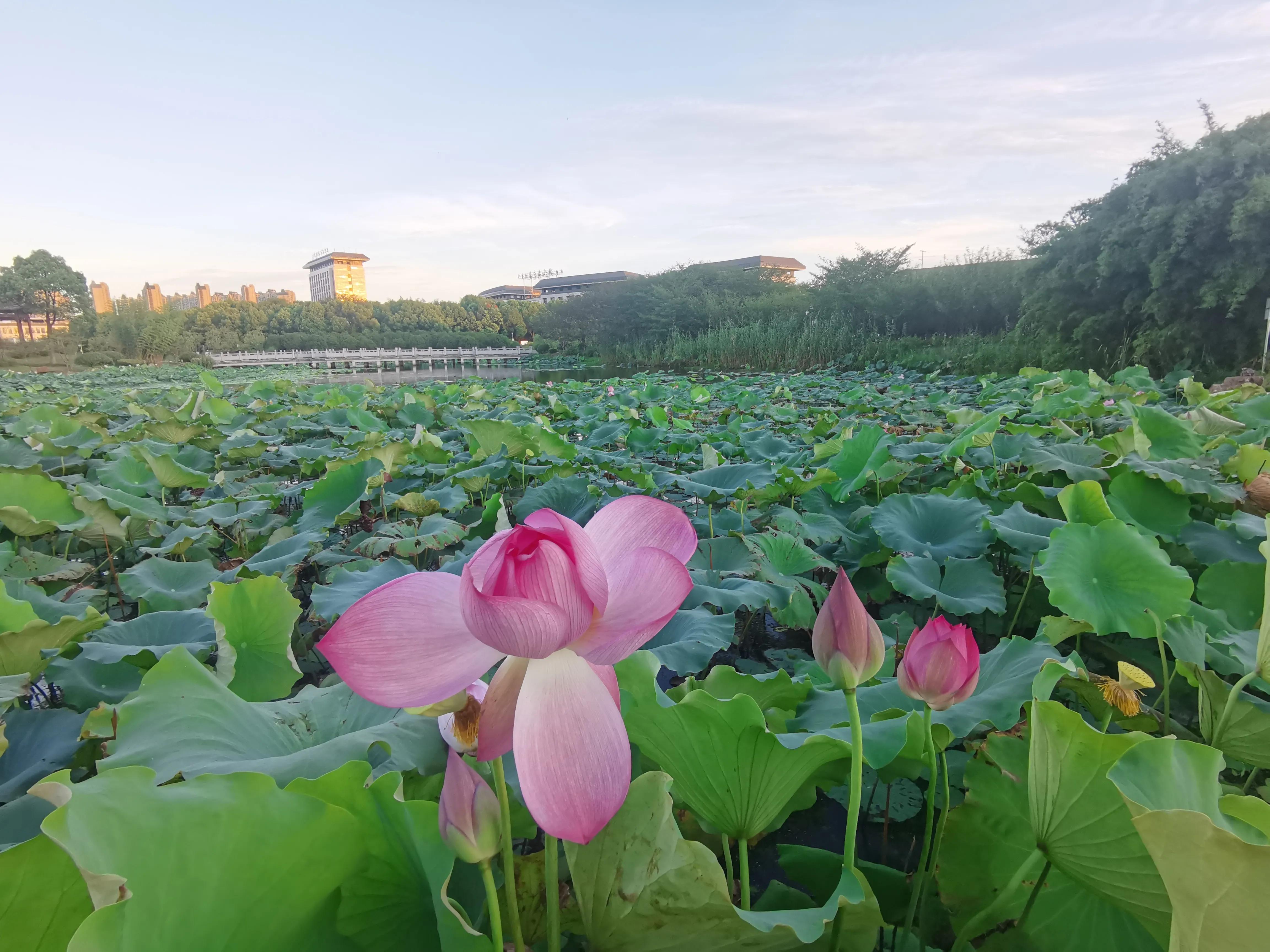又见荷花香,池塘荷花仍飘香