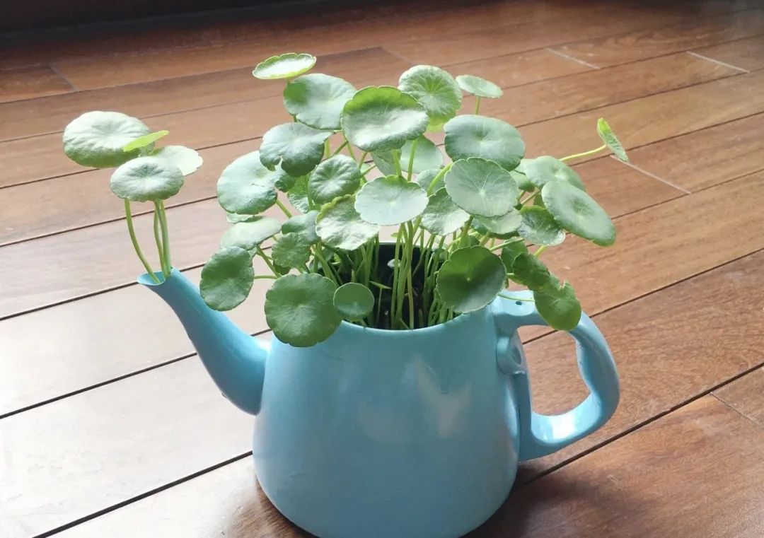 邻居扔垃圾屡教不改,邻居总是扔垃圾在花坛