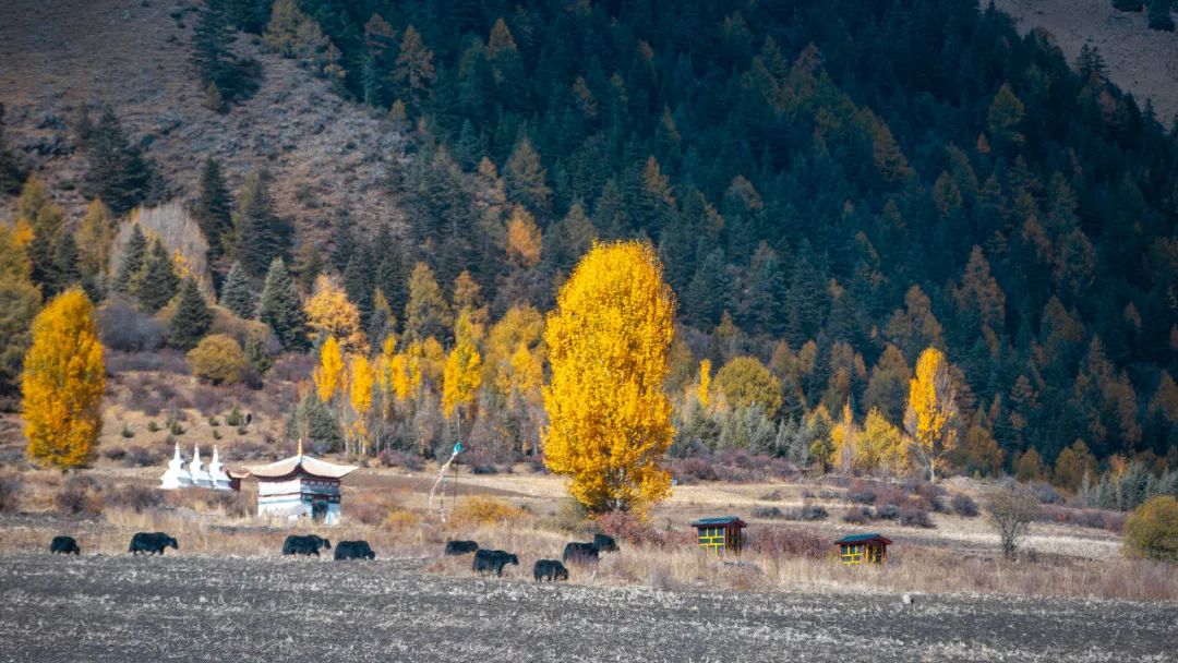 稻城亚丁啥时去最好,去稻城亚丁啥时候去最好