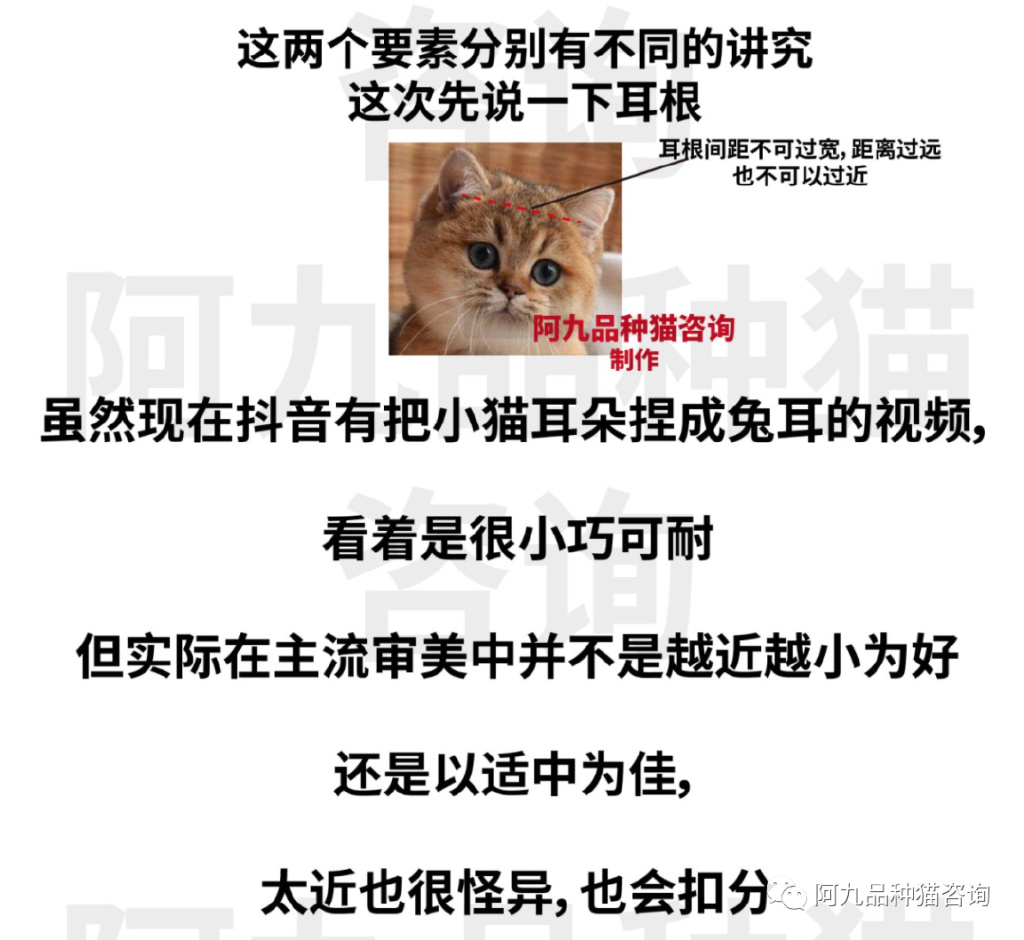 英短蓝白耳朵白好吗,蓝白英短小耳朵好还是大耳朵好