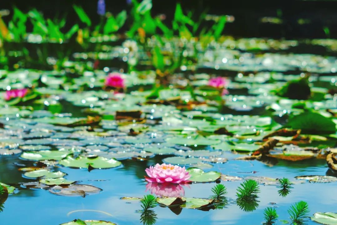 小暑已至！夏日顶流登场，一池荷风，满院莲香，惊艳了整个夏天！
