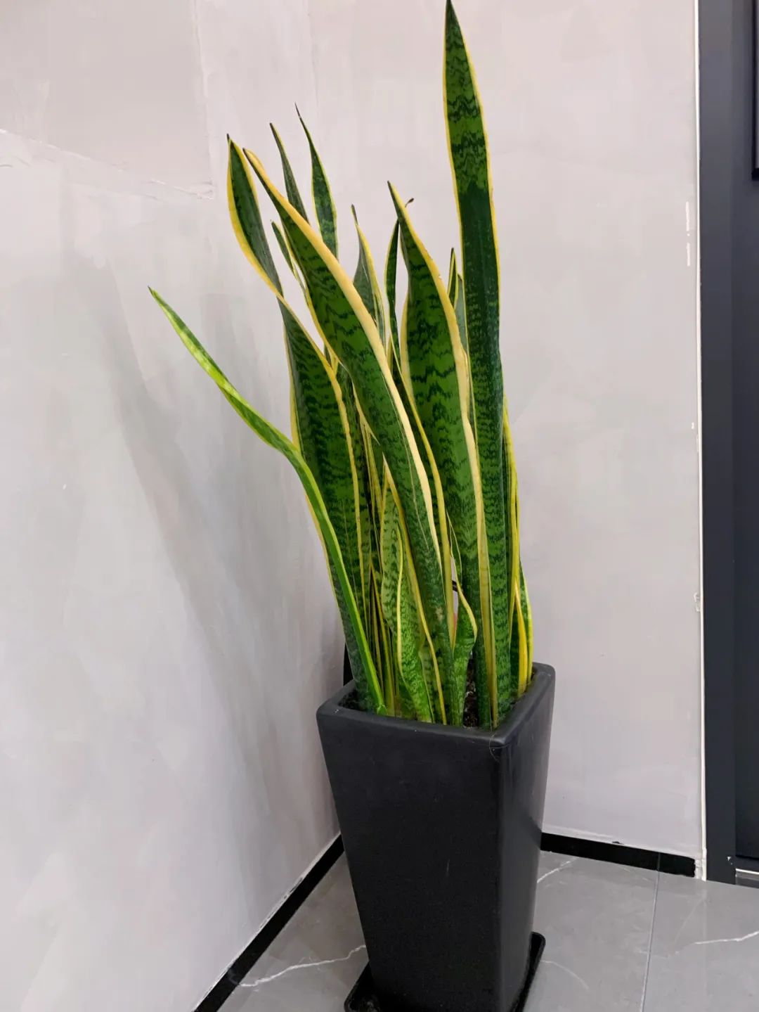 bolle探店|走进博乐系统门窗东方工匠店，探究匠心博乐的独特魅力