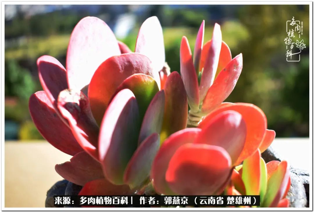 小院的多肉陪我度过春夏秋冬,好度夏又好过冬的多肉