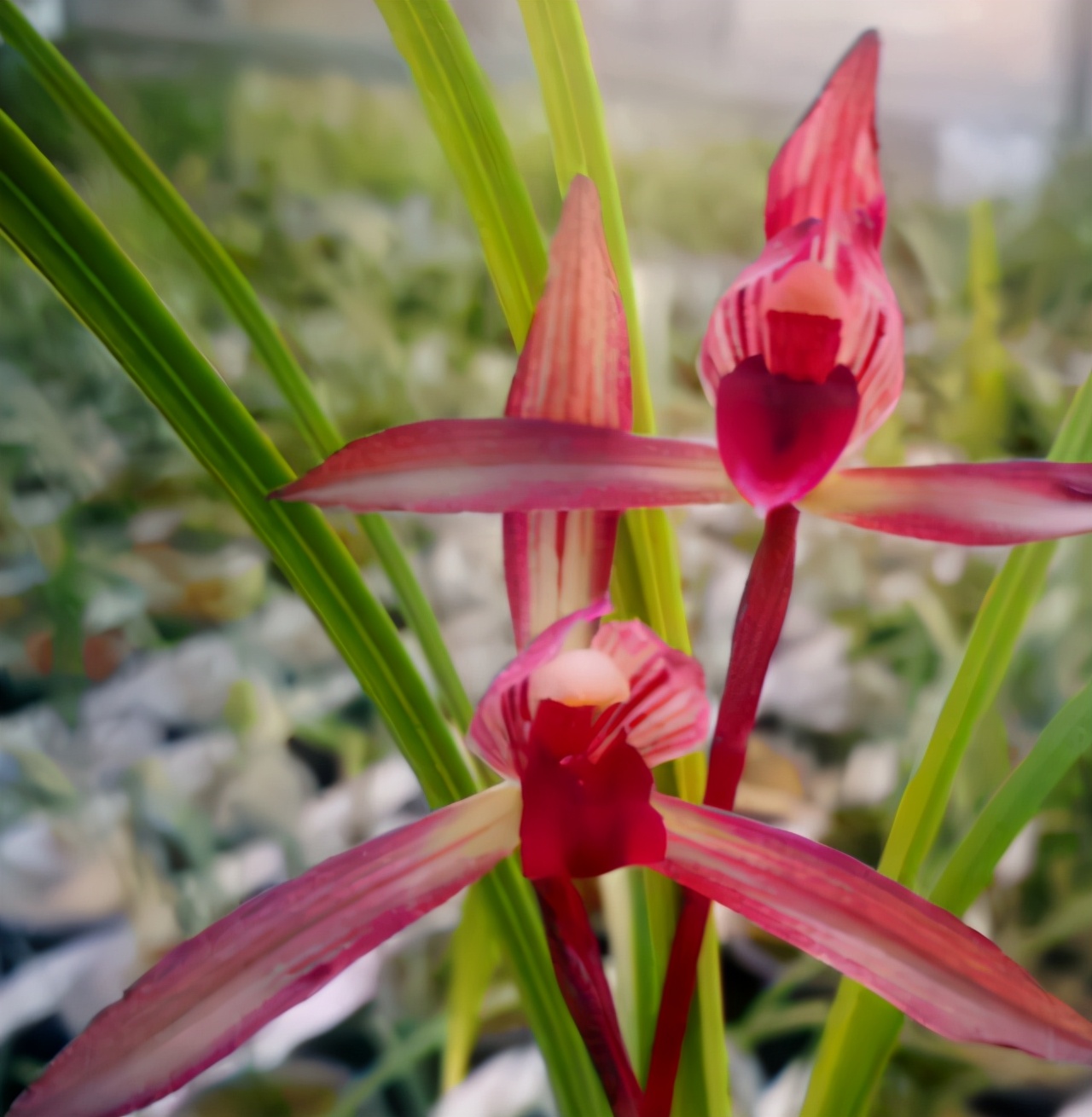 滇红素兰花新芽颜色,云南滇红兰