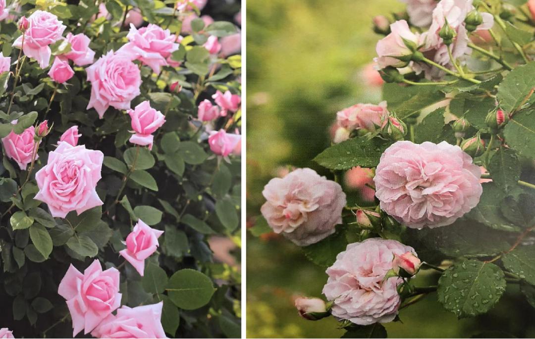 栽培玫瑰花的正确方法,玫瑰花种栽培技术