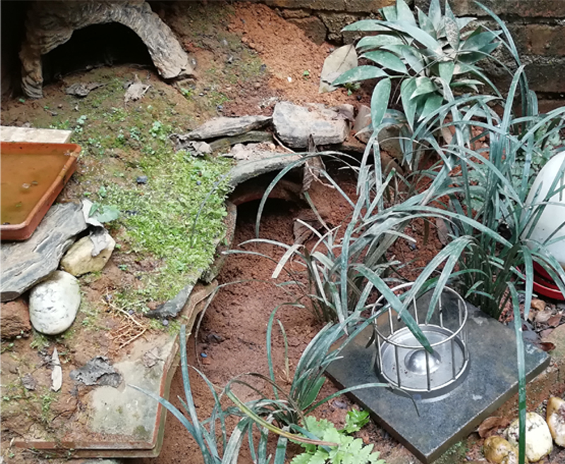 安徽黄缘闭壳龟冬眠适合什么温度,黄缘闭壳龟家庭小环境