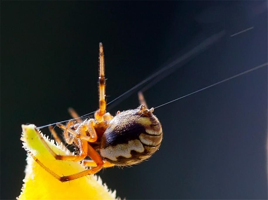 蜘蛛一次能产多少仔,蜘蛛一次可以吐几根丝