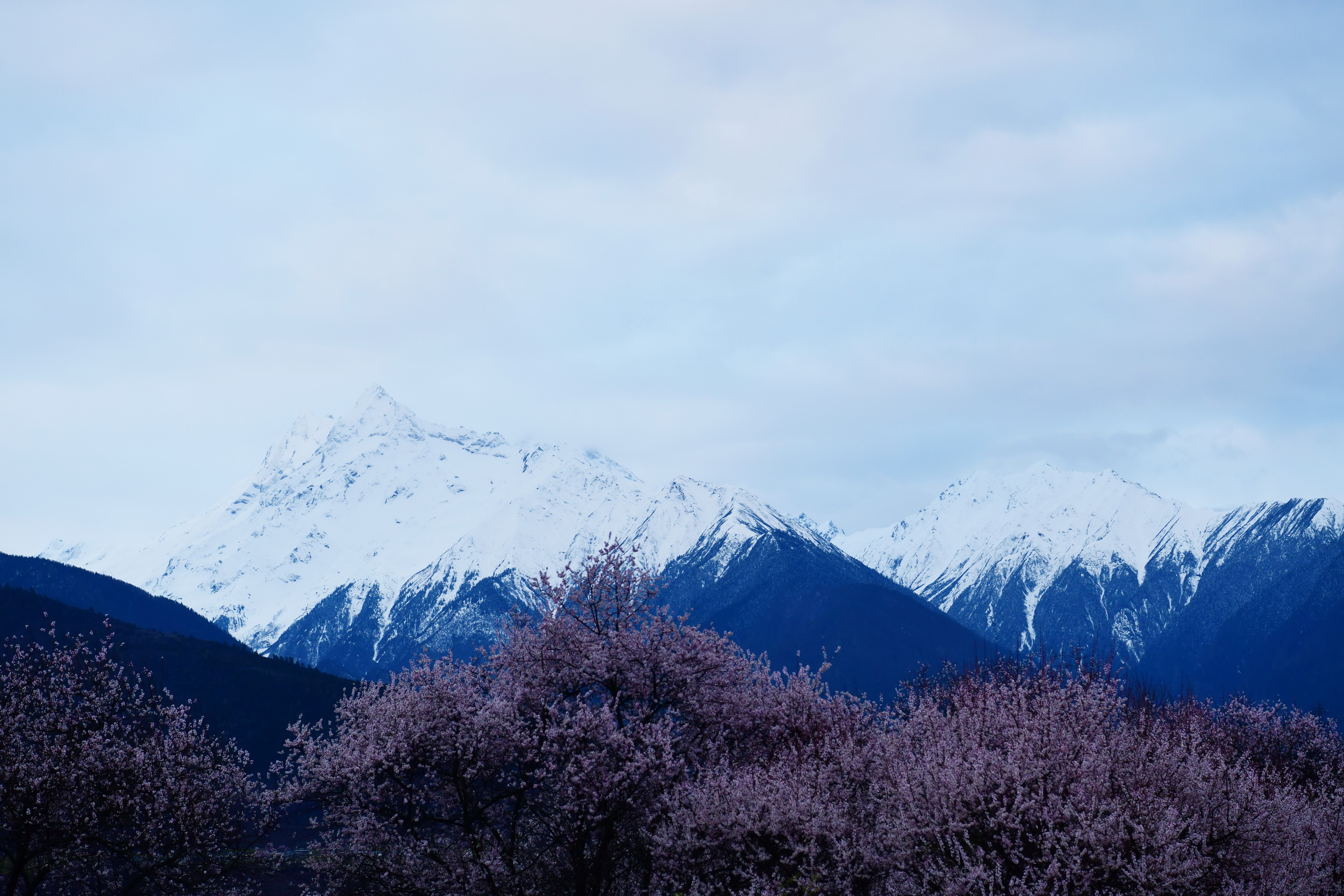 我的林芝一日游攻略,林芝看桃花西藏之旅