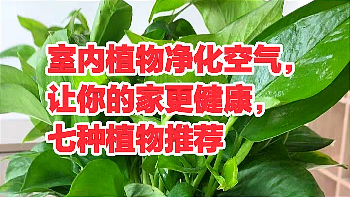 防辐射净化空气最好的植物是什么,适合南方养的净化空气的室内植物