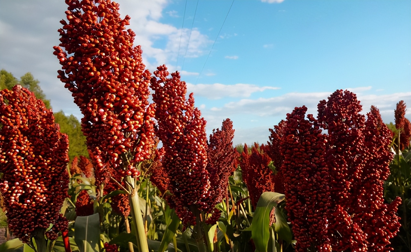 茅台同样是高粱为什么贵,海外版的茅台为什么便宜