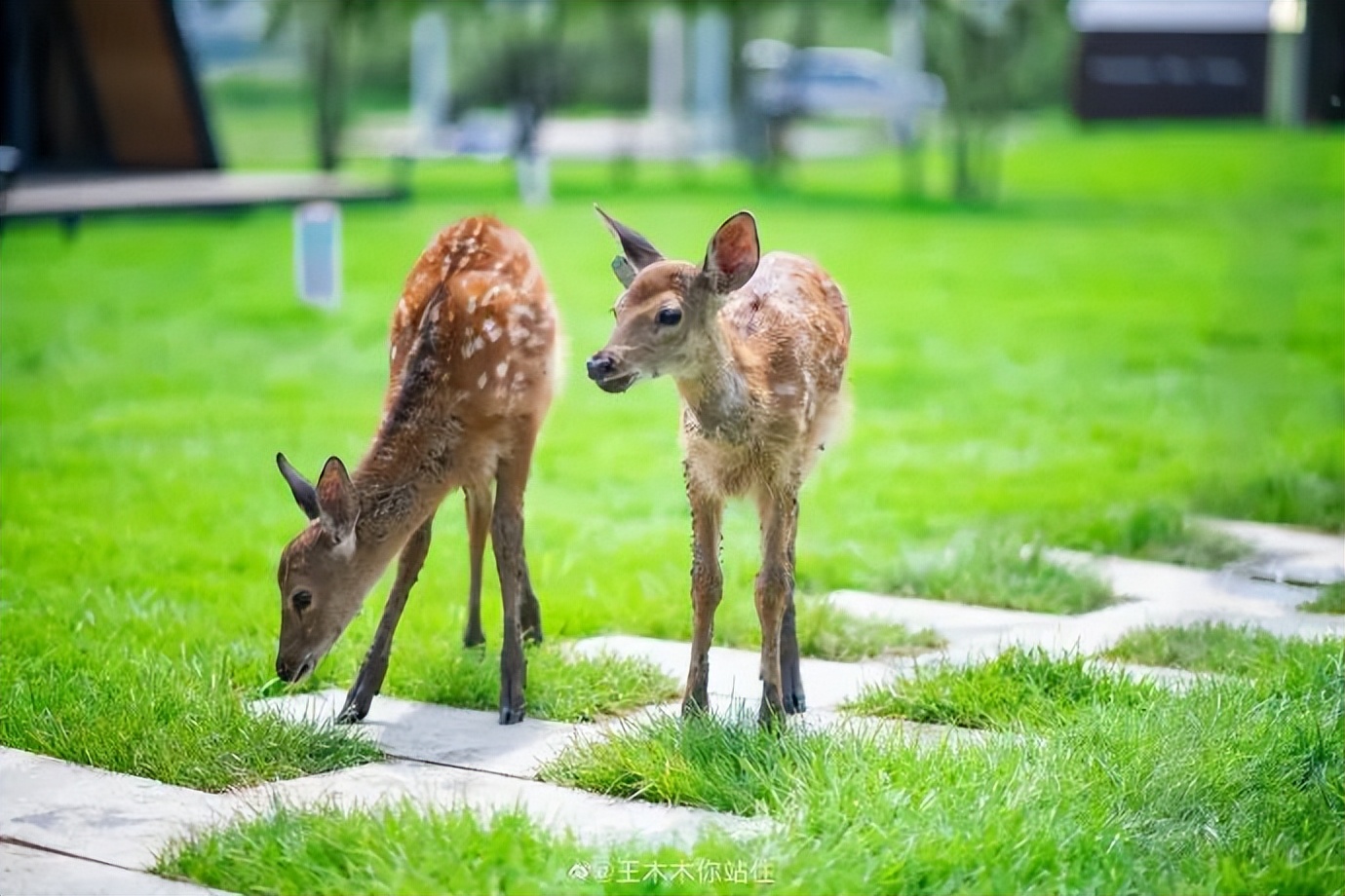 可以驱车直接上山的露营地,大自然馈赠的绝佳露营地