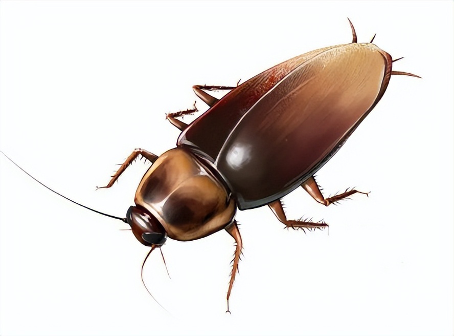 如何防止蚊虫进房间的方法,室内总有蚊子或者虫子怎么办