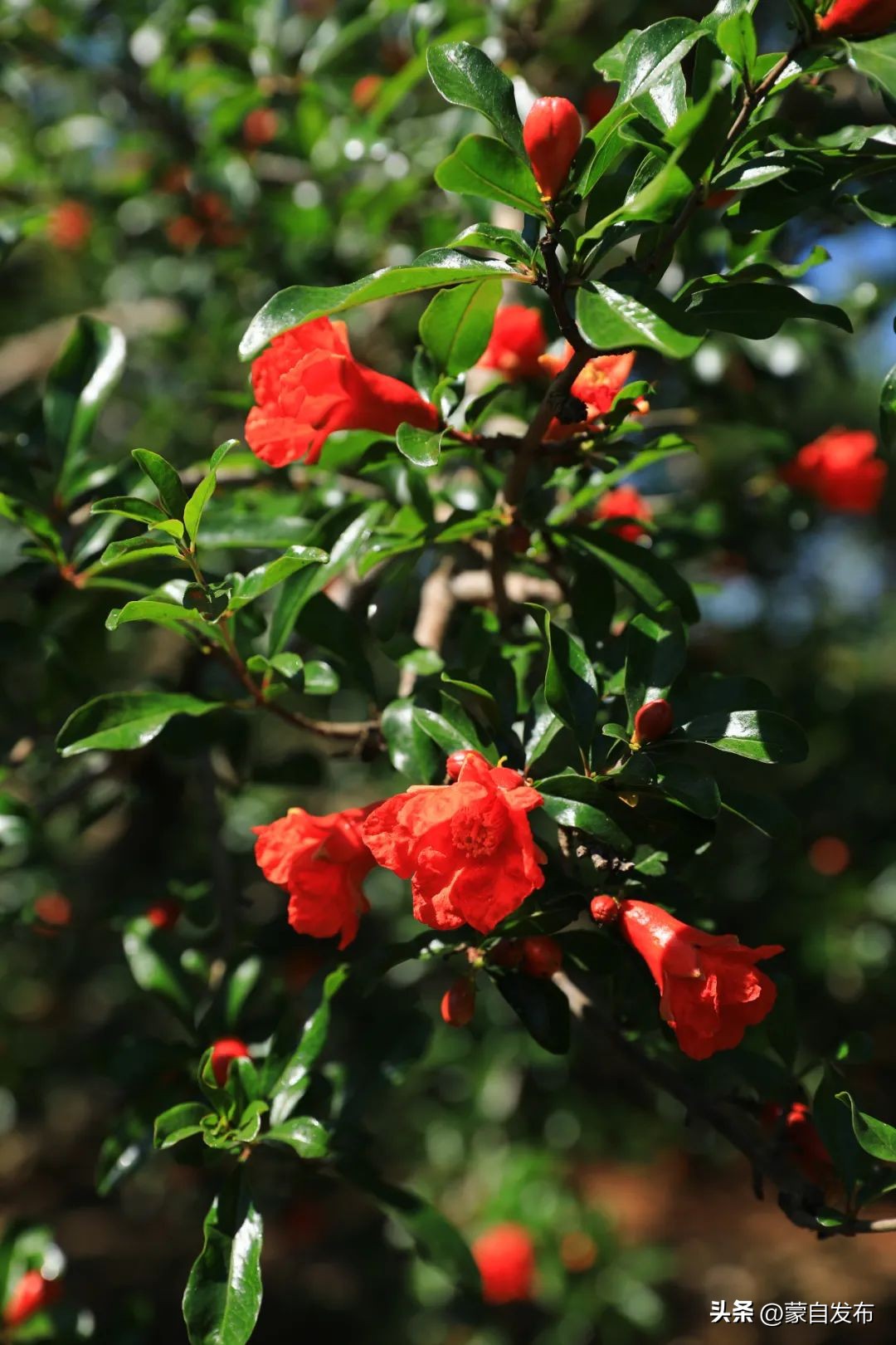 蒙自石榴在云南非常出名,有一种生活叫云南开远