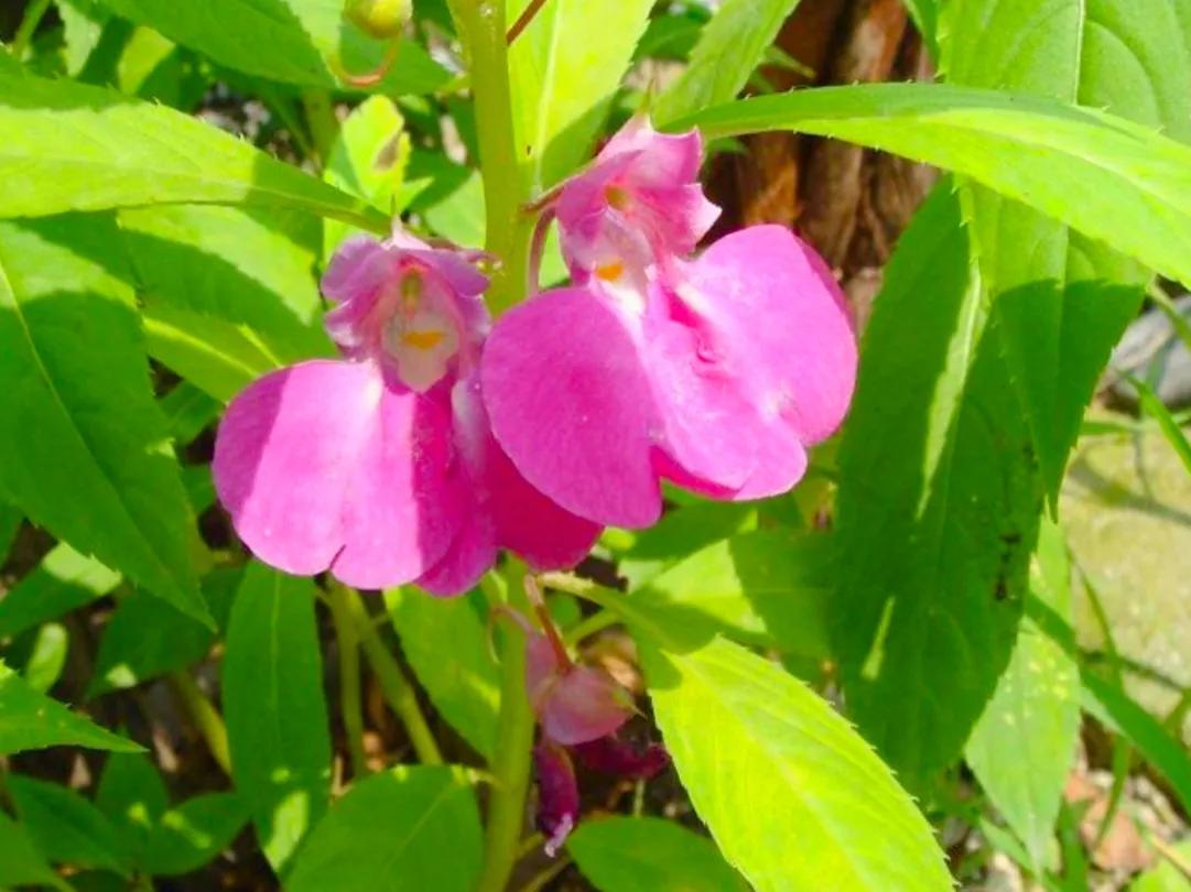 姿态优美奇异，这朵“赛凤凰”的花带给童年的三大乐趣，你有过吗