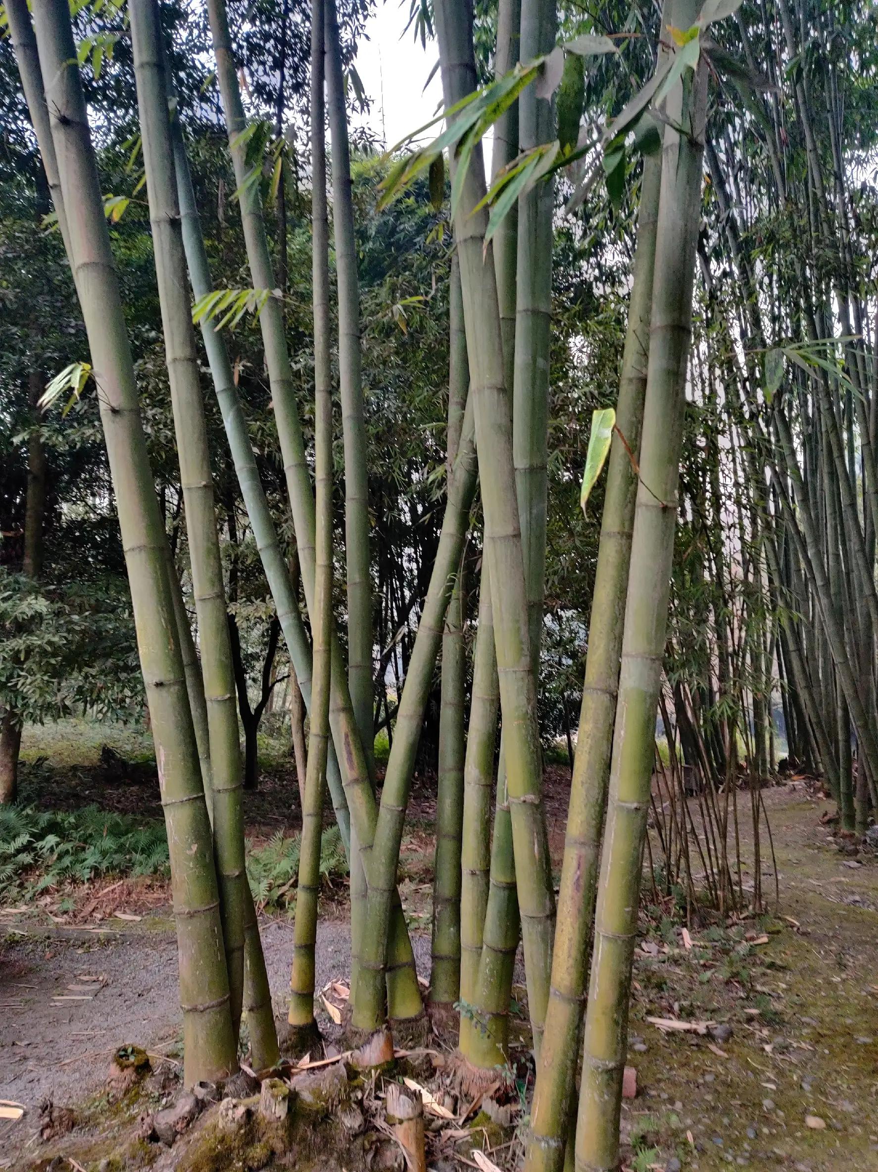 美味柴火鸡铁锅炖,美味柴火鸡汤