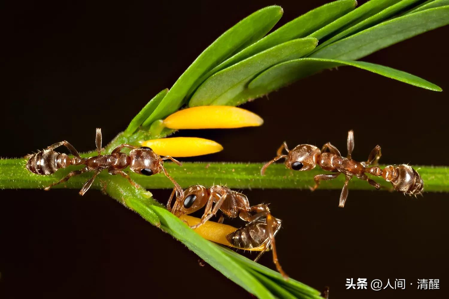 蚂蚁的外貌简介,蚂蚁巢穴简介