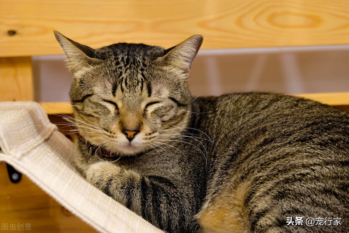 猫咪最喜欢的事情,猫咪最想告诉你的几件事