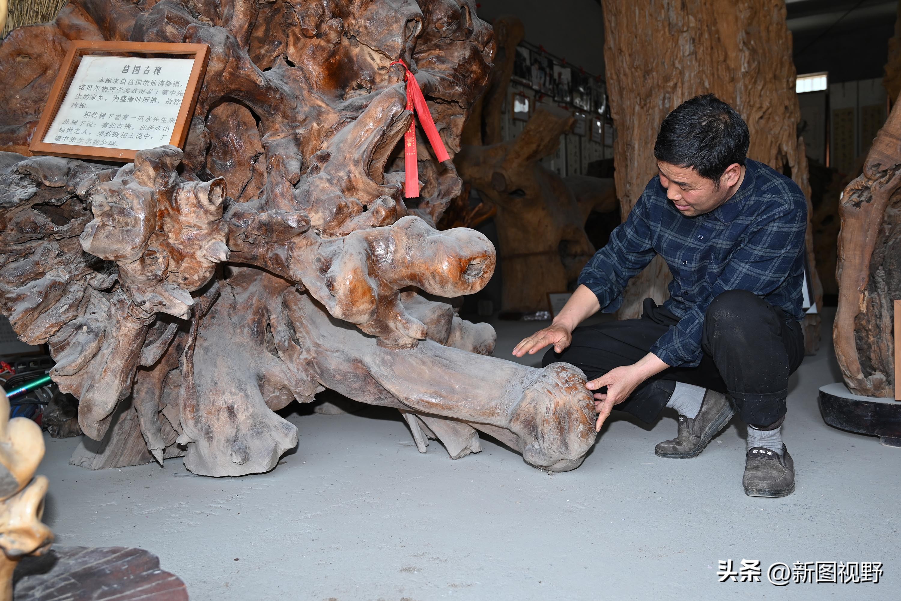 55岁农民，花60万买了一堆古树，每天做着发财梦，睡到自然醒