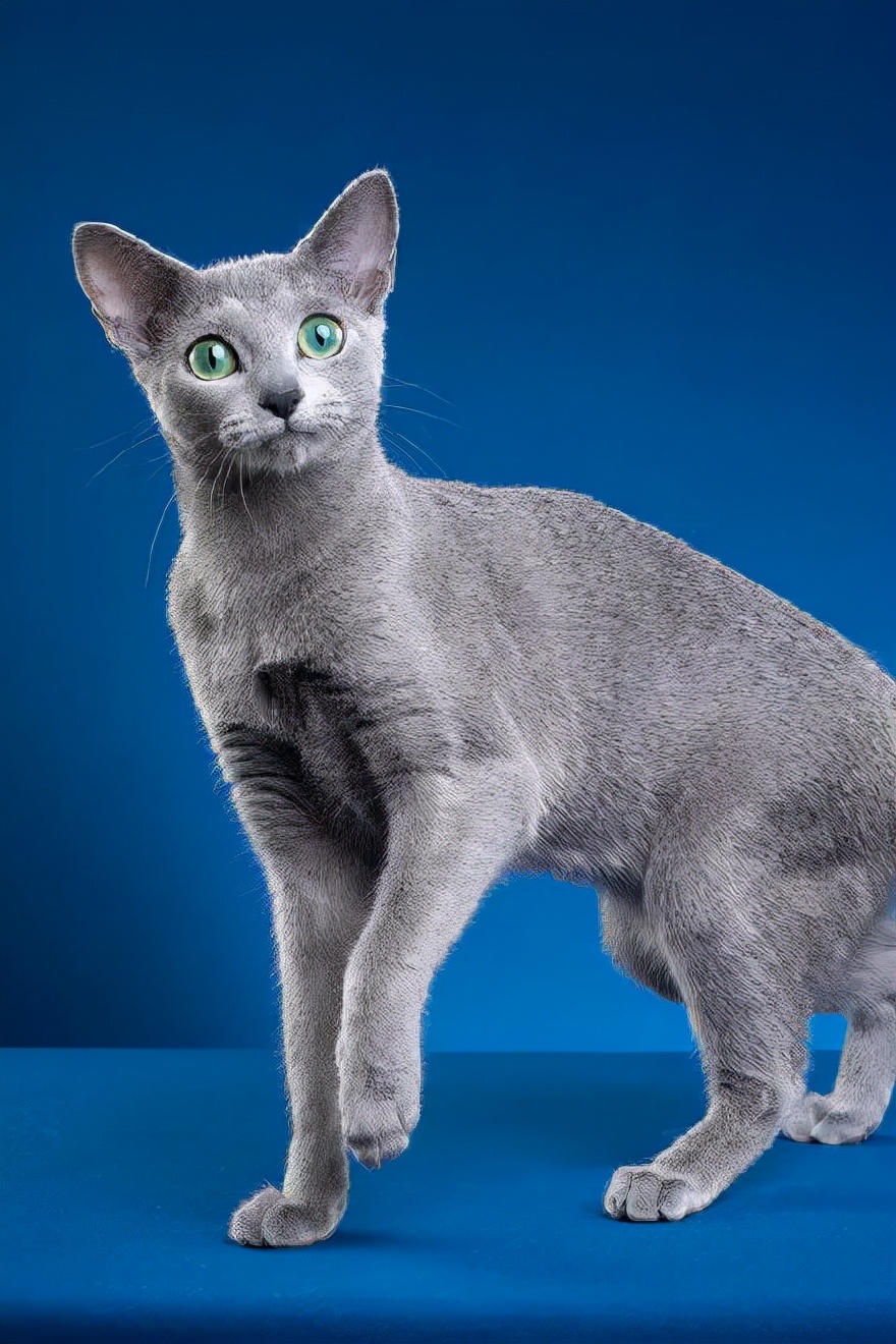 制裁猫咪小视频,制裁猫咪三个手段