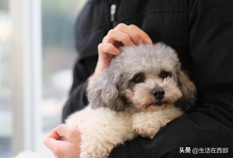 新到家狗狗怎么训练大小便,新宠狗狗到家怎么饲养