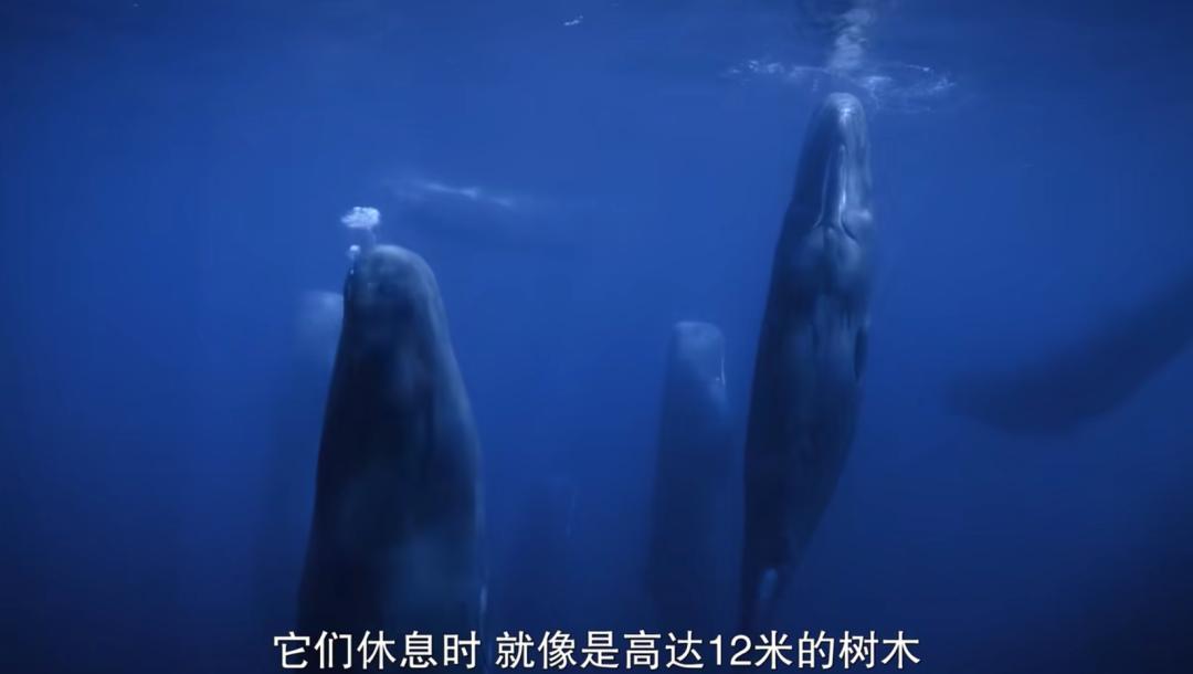 豆瓣排名第五摄人心魄的好片,豆瓣8.6分今年看过最良心的电影