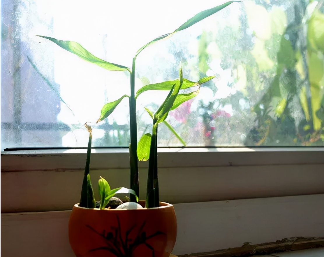 家庭盆栽生姜的种植方法,盆栽生姜种植时间和步骤