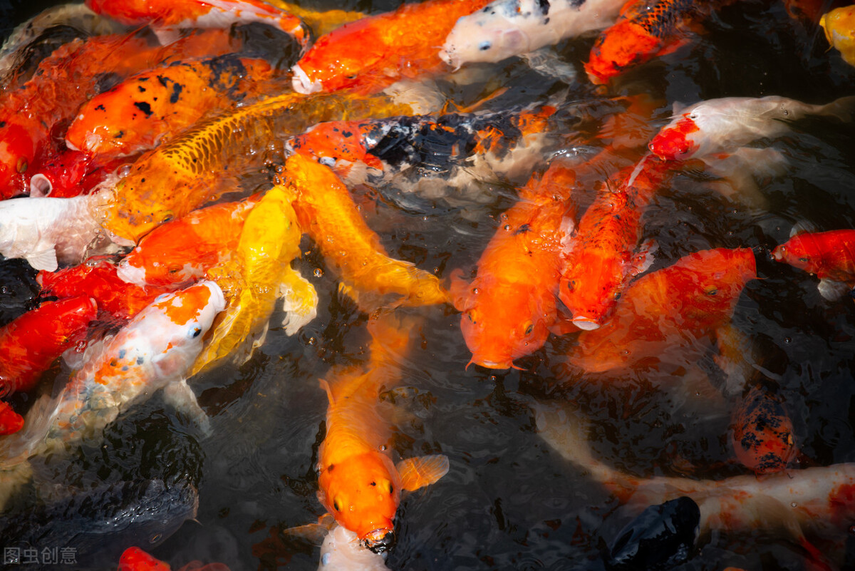 锦鲤不知道的知识,不了解养生怎么办