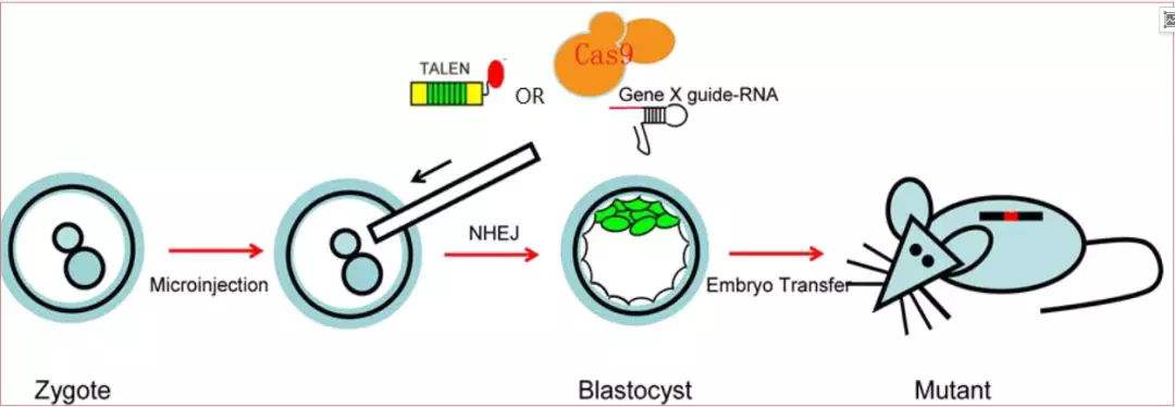 华大基因可以检测基因缺陷吗,华大基因检测报道