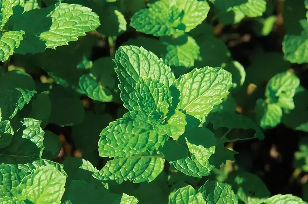 中药薄荷植物,薄荷具有药用价值的一种植物