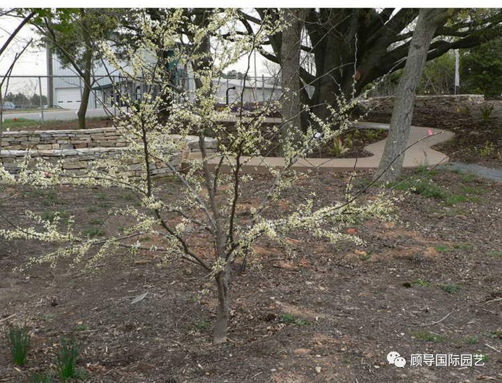 南方人爱不够的紫荆花，北方人懵了：“这哪儿是紫荆花啊？”