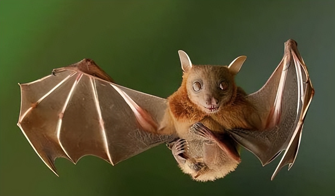 蚊子怕什么的昆虫,蚊子最怕什么动物的害虫