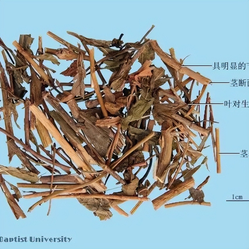 薄荷菊花能一起泡茶可以祛湿热吗,藿香清暑祛湿茶有哪些