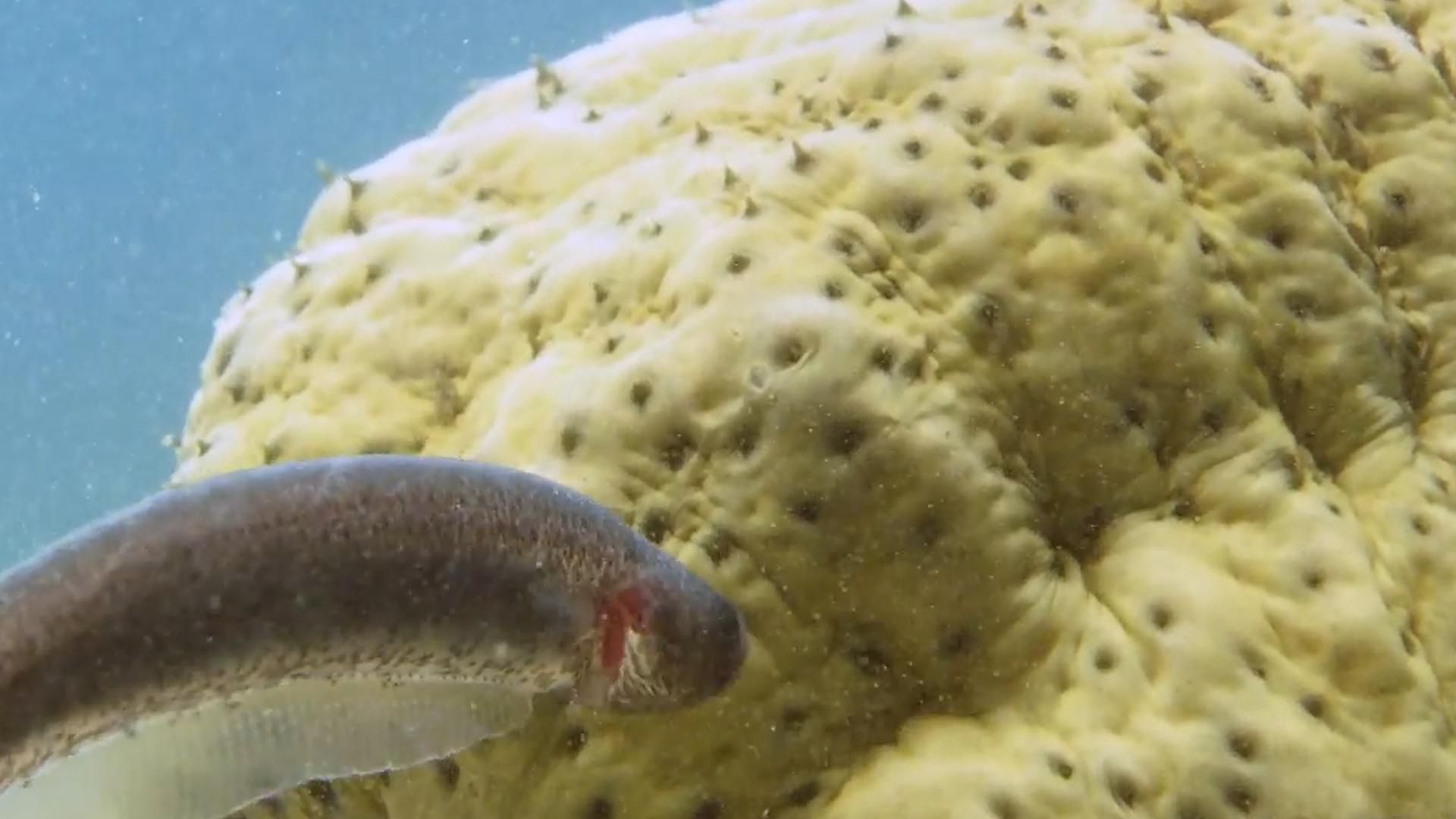 隐鱼和海参是什么关系,隐鱼和海参真实影像