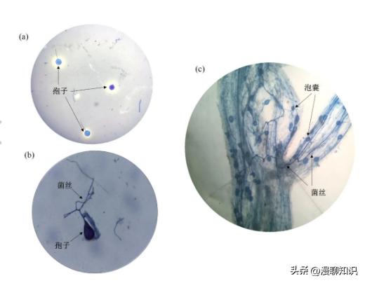 丛枝菌根真菌介绍,丛枝菌根对植物的影响