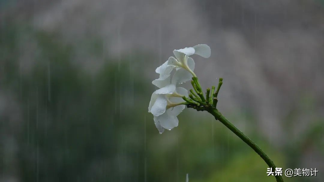 谷雨拥抱最后的一抹春色,谷雨阅尽春色万象更新