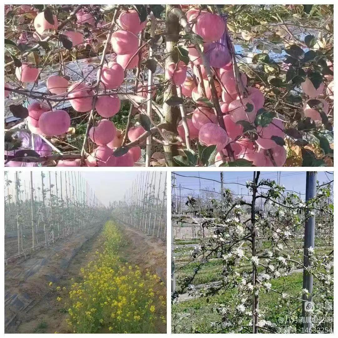 现代农业新技术赋能低效林改造九寨沟县白河乡太平村二组实现保粮增收、粮经融合发展的实践之路