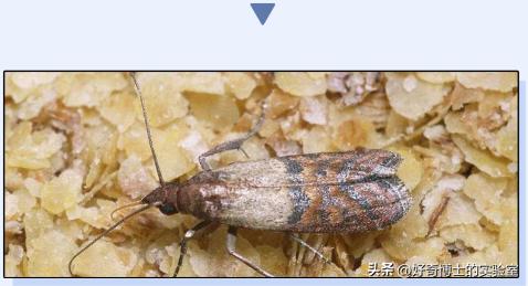 床上小颗粒是什么虫卵,墙上有虫卵很小颗粒