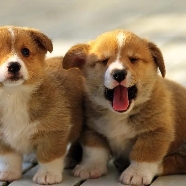 宠物检测弓形虫,养宠知识狗狗生病