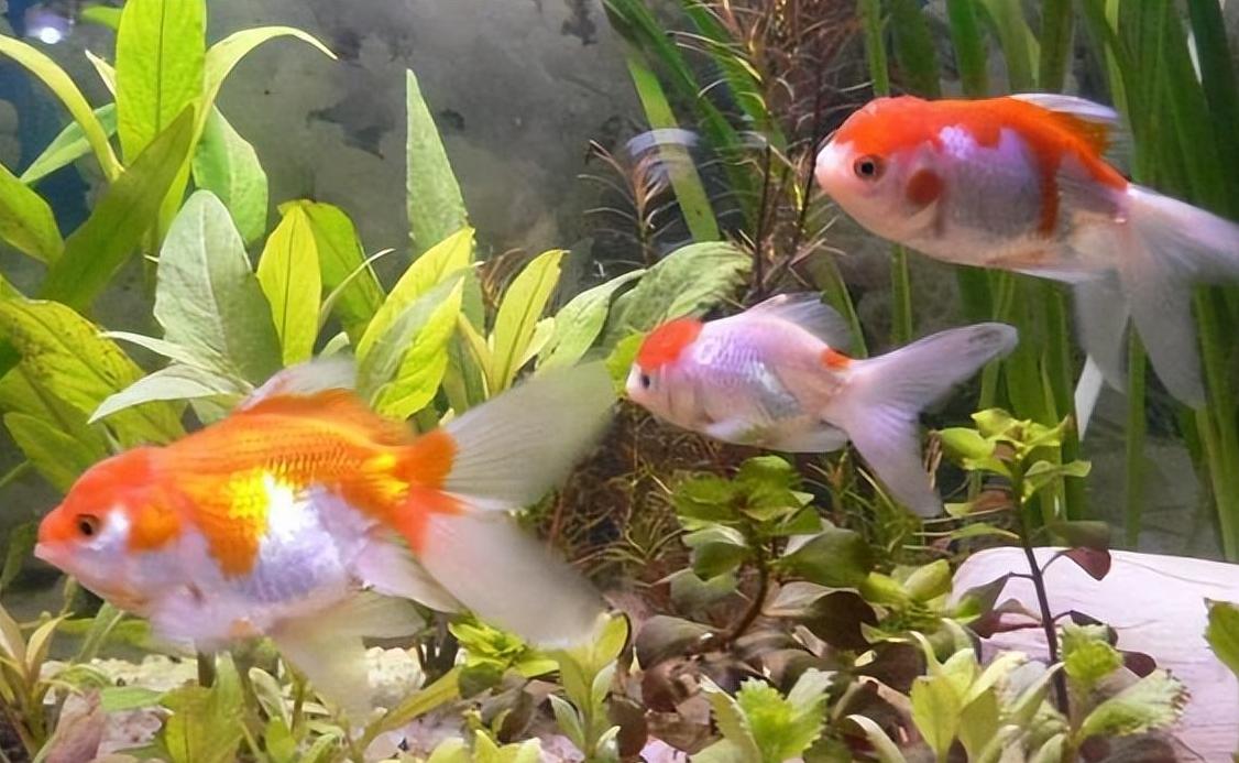 直接用自来水养金鱼能活多久,金鱼能不能用自来水养