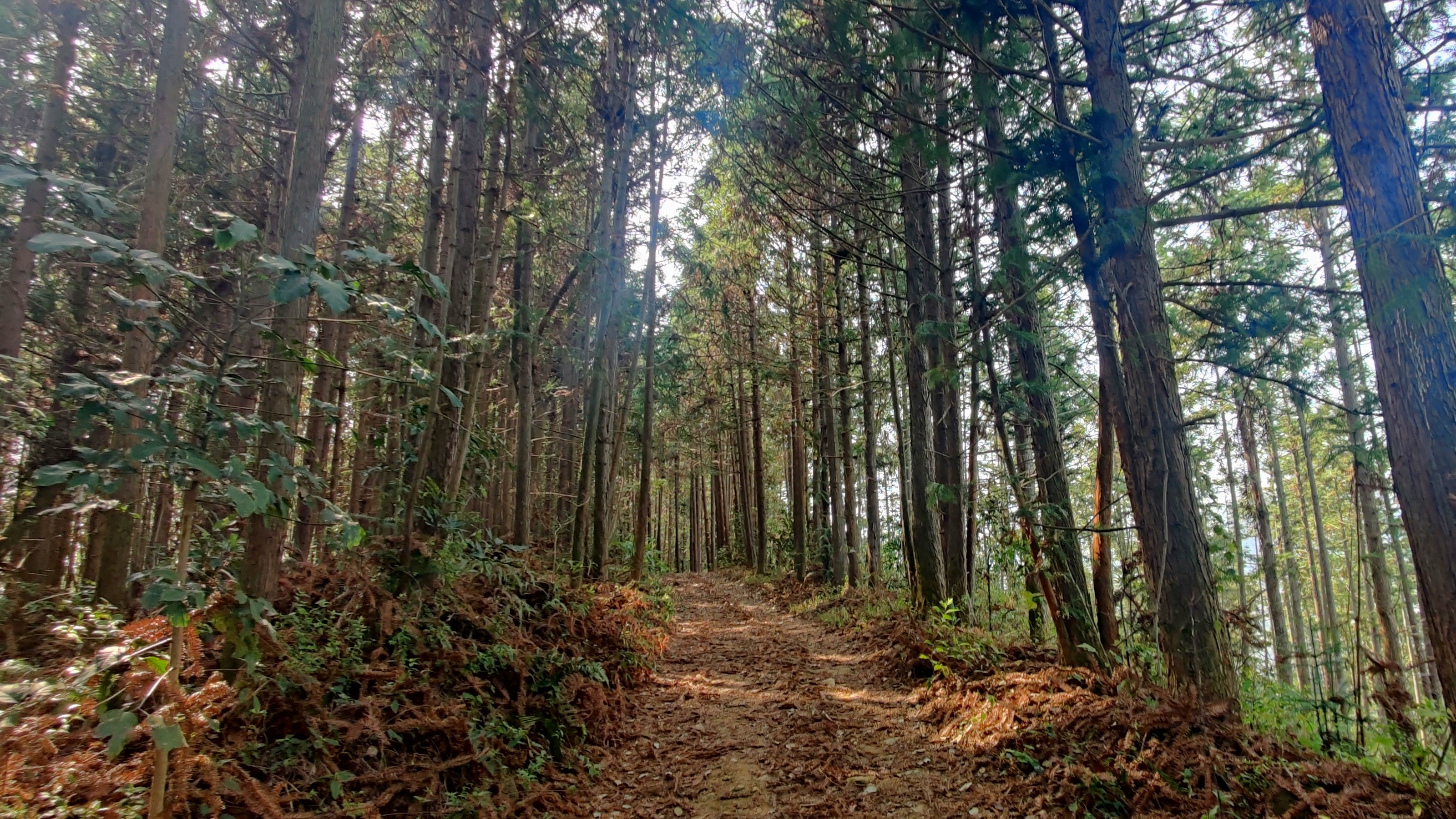徒步三叠井森林公园，拥抱采兰溪，走进大自然
