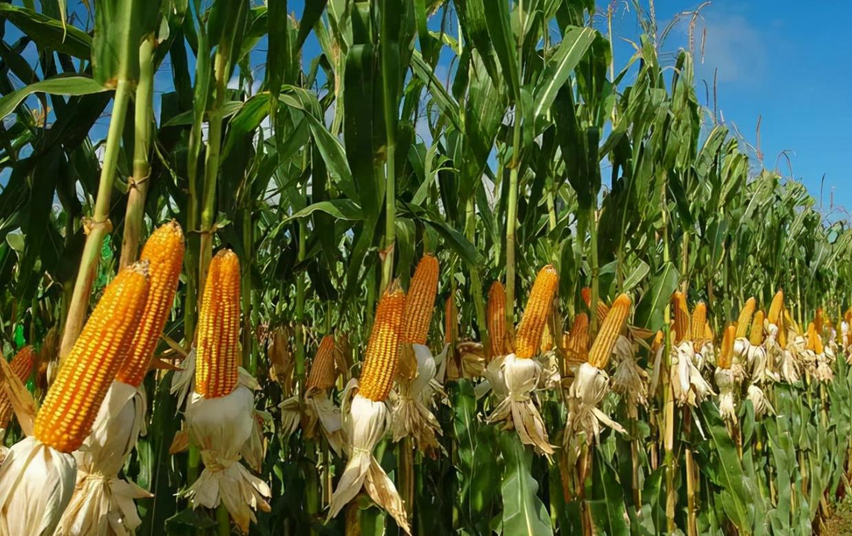 就在刚刚，中国新消息公布，中国重新接盘美债，缓和中美关系