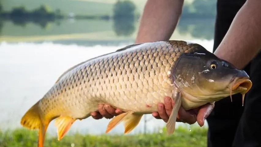 为什么皮鞋看着不像真皮,皮鞋内里羊皮猪皮牛皮哪个好