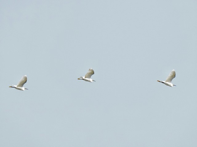 唐朝杜甫绝句,唐代诗人杜甫的经典名句