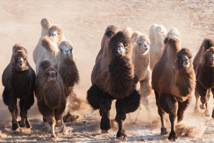 比牛奶更补钙最佳食物,胜过药物补钙的七大食物