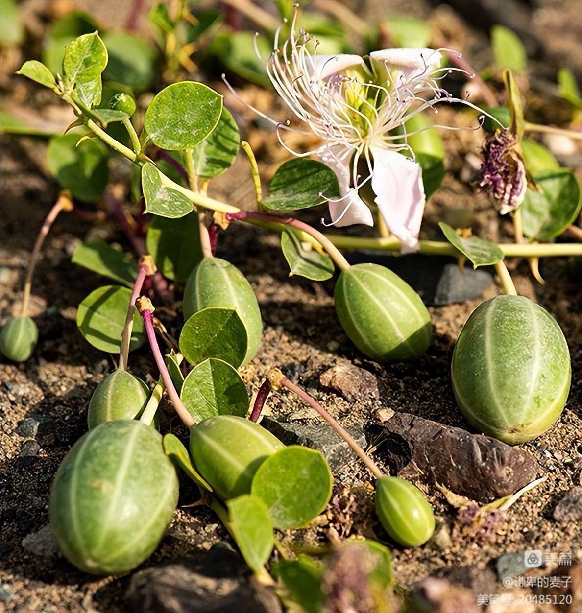 沧州东乡记忆——野西瓜苗