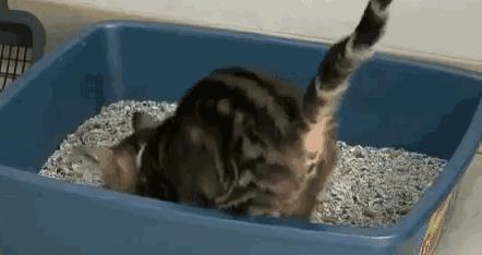 猫咪尿血吃阿莫西林颗粒症状没了,猫咪从楼上摔下来尿血该怎么止血