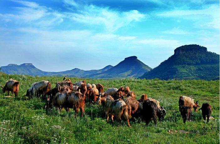 山东有海有雪有山有平原,山东有没有广阔草原